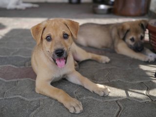 Alvina&amp;alvira - Mixed Breed Dog