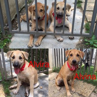 Alvina&amp;alvira - Mixed Breed Dog