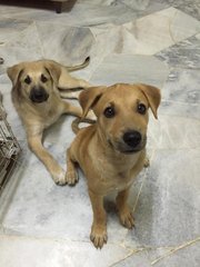 Alvina&amp;alvira - Mixed Breed Dog