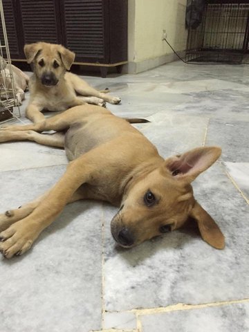 Alvina&amp;alvira - Mixed Breed Dog