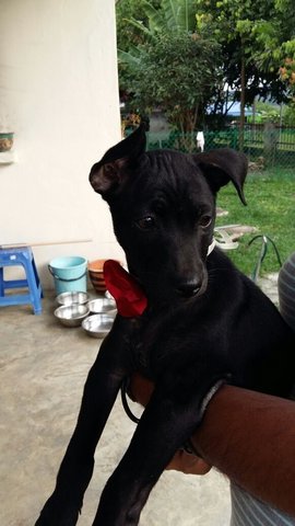 Kuchoo Girl In Kulim - Mixed Breed Dog