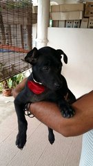 Kuchoo Girl In Kulim - Mixed Breed Dog