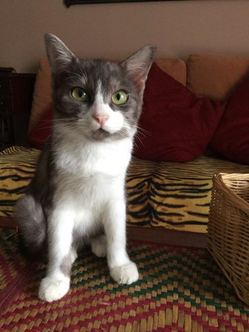 Dora - Domestic Short Hair + Persian Cat