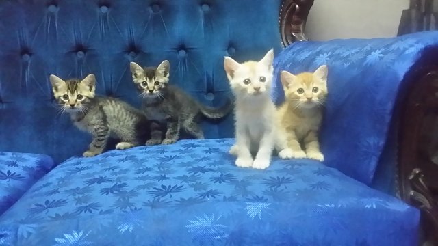 Babies - Domestic Medium Hair Cat