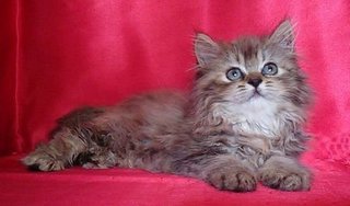 Semiflat Persian Female Kitten - Persian Cat