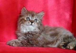 Semiflat Persian Female Kitten - Persian Cat