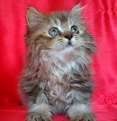 Semiflat Persian Female Kitten - Persian Cat