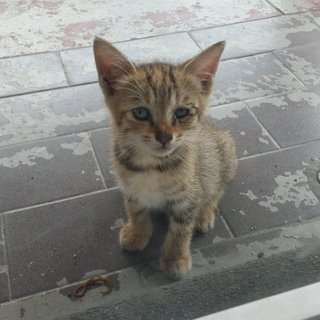 Chipmunk, Fatty, Meow - Tabby Cat