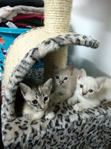  Three Kittens Mixed Gender - Domestic Medium Hair Cat