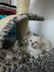  Three Kittens Mixed Gender - Domestic Medium Hair Cat