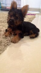 Cookie  - Silky Terrier Dog