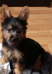 Cookie  - Silky Terrier Dog