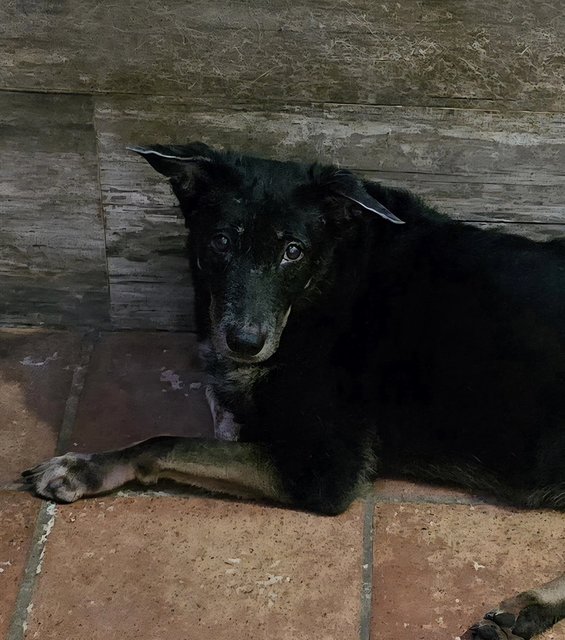 Fanie - Mixed Breed Dog