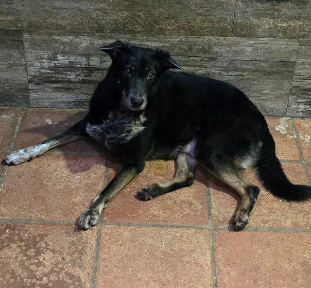 Fanie - Mixed Breed Dog