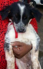 Black &amp; White Pup  - Mixed Breed Dog