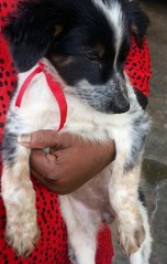 Black &amp; White Pup  - Mixed Breed Dog