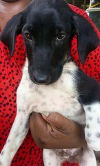 Black &amp; White Pup  - Mixed Breed Dog