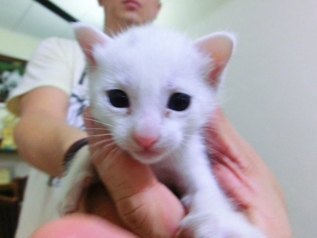 White Siamese Mixed - Siamese + Domestic Medium Hair Cat