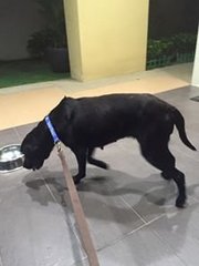 Dog Found Wandering - Labrador Retriever Mix Dog