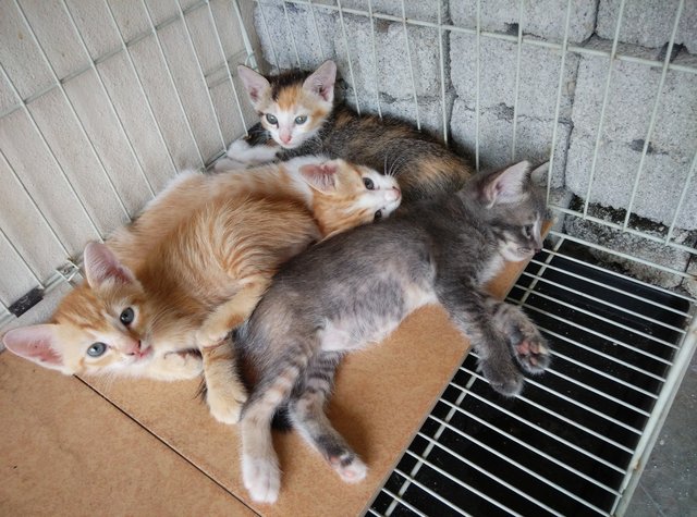 3 Cute Kittens - Domestic Short Hair Cat