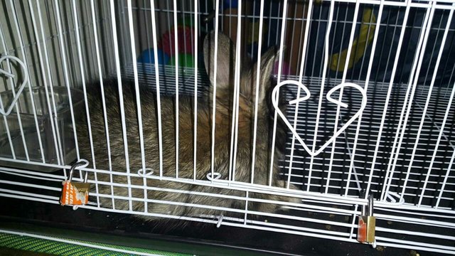 Baby - Angora Rabbit Rabbit