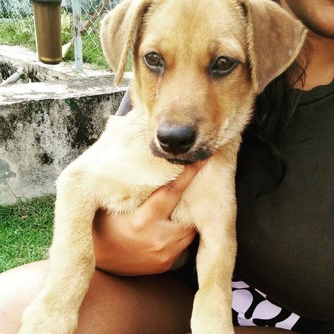 Puppy - Mixed Breed Dog