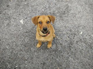 Puppy - Mixed Breed Dog