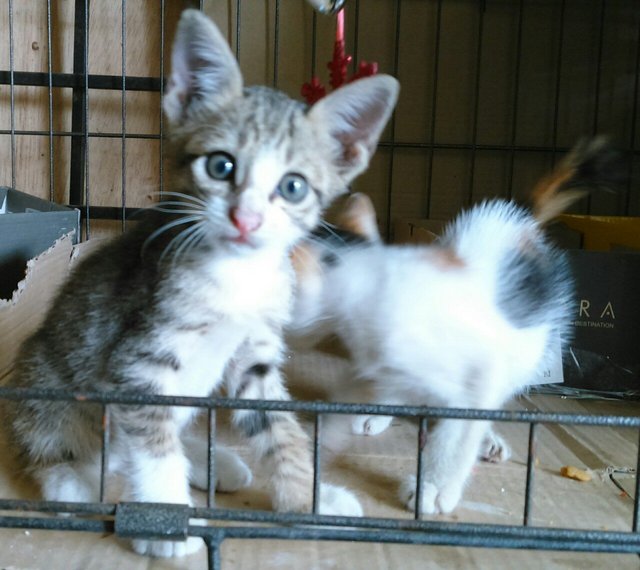 Terry &amp; Suzy - Domestic Short Hair Cat