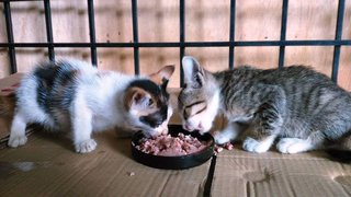 Terry &amp; Suzy - Domestic Short Hair Cat