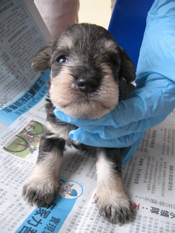 Miniature Schnauzer  - Schnauzer Dog