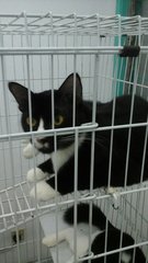 Boboy, Black And Friends - Domestic Short Hair Cat