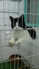 Boboy, Black And Friends - Domestic Short Hair Cat