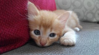 Sassy Brown - Domestic Short Hair Cat