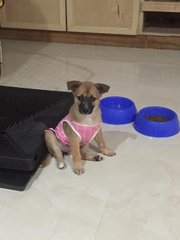 Cameran Highland ( Toilet Trained) - Mixed Breed Dog