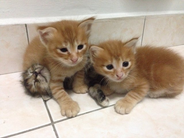 Simba And Jack Sparrow - American Shorthair Cat