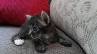 Sassy Black - Domestic Short Hair Cat