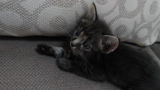 Sassy Black - Domestic Short Hair Cat