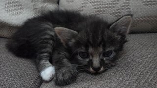 Sassy Black - Domestic Short Hair Cat