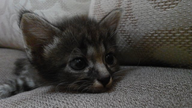 Sassy Black - Domestic Short Hair Cat