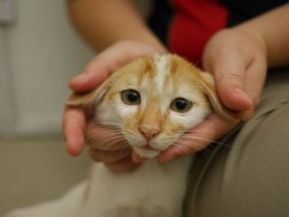 Boy Boy - Domestic Short Hair Cat