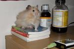 PF7009 - Syrian / Golden Hamster Hamster