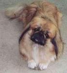 Pekingese Puppy - Pekingese Dog