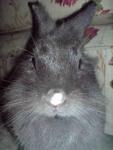 Chloe - Angora Rabbit Rabbit