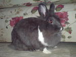 Chloe - Angora Rabbit Rabbit