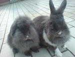 Chloe - Angora Rabbit Rabbit