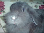 Casperina - Angora Rabbit + Lop Eared Rabbit