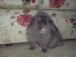 Casperina - Angora Rabbit + Lop Eared Rabbit