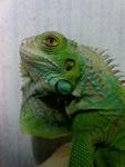 Elle - Iguana Reptile