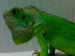 Elle - Iguana Reptile