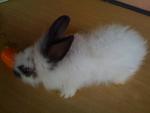 A6 - Angora Rabbit Rabbit